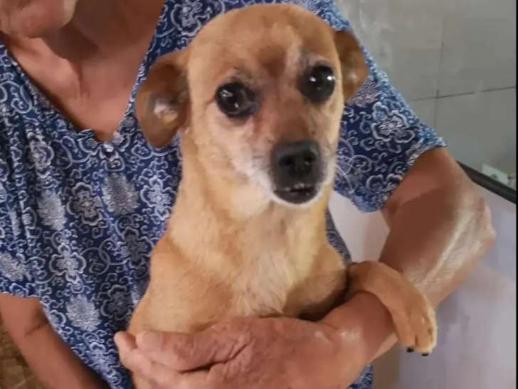 Chienne fauve à la recherche d’une famille