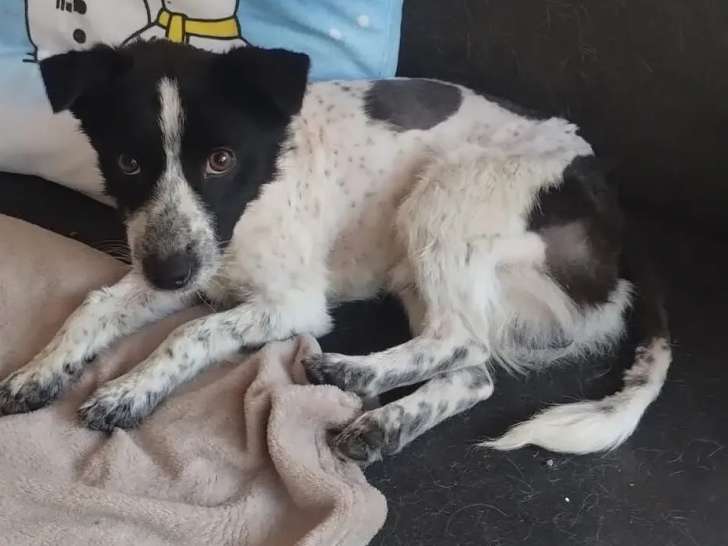 À adopter, chiot mâle noir et blanc