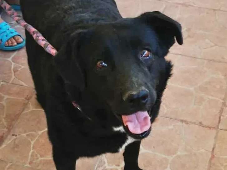 Disponible à l'adoption, chienne de couleur noire