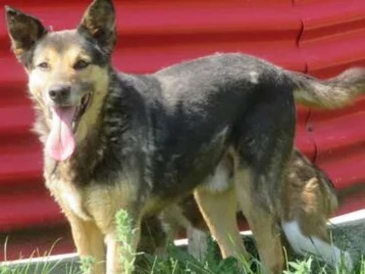 En attente d'adoption, chien de 13 ans