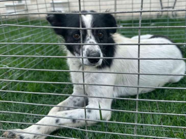 Prête pour l'adoption, chienne de 6 ans