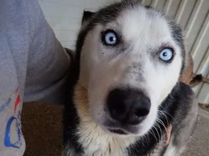 En attente d’un foyer, chienne Husky Sibérien de 4 ans