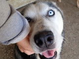 En attente d’un foyer, chienne Husky Sibérien de 4 ans