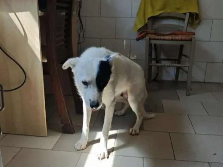À accueillir, chienne âgée de 2 ans