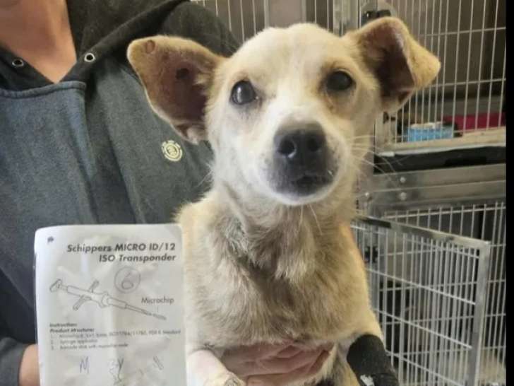 En quête d'un foyer, chien au pelage beige