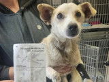 En quête d'un foyer, chien au pelage beige