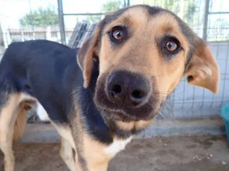 Adoption disponible : chien noir et feu
