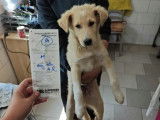 À la recherche d’un foyer, chiot mâle de 4 mois