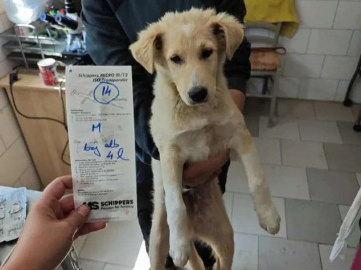 À la recherche d’un foyer, chiot mâle de 4 mois