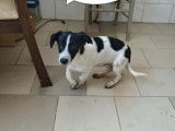 À adopter : chiot mâle noir et blanc