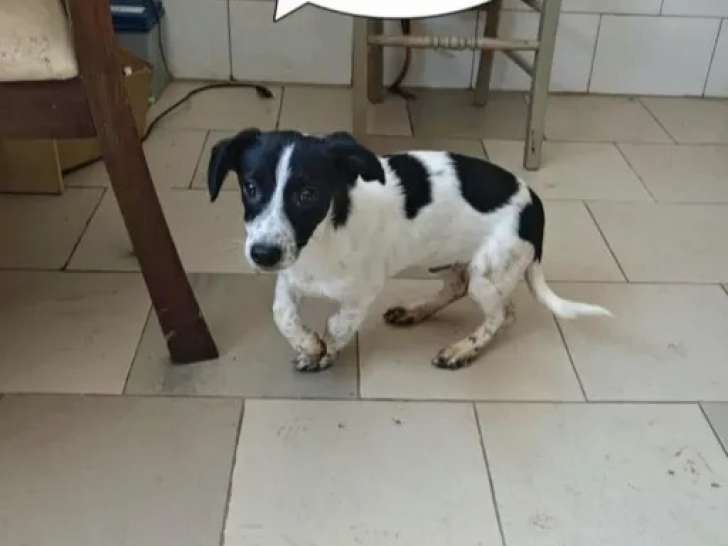 À adopter : chiot mâle noir et blanc