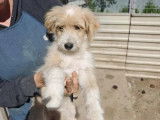 Disponible à l'adoption : chiot mâle âgé de 4 mois