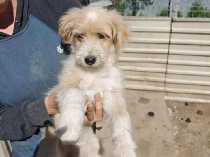 Disponible à l'adoption : chiot mâle âgé de 4 mois