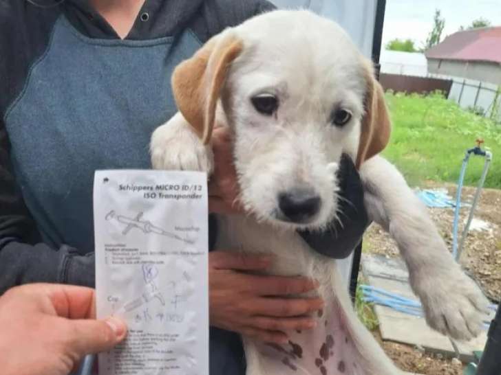 En attente d’adoption : chiot mâle de 4 mois