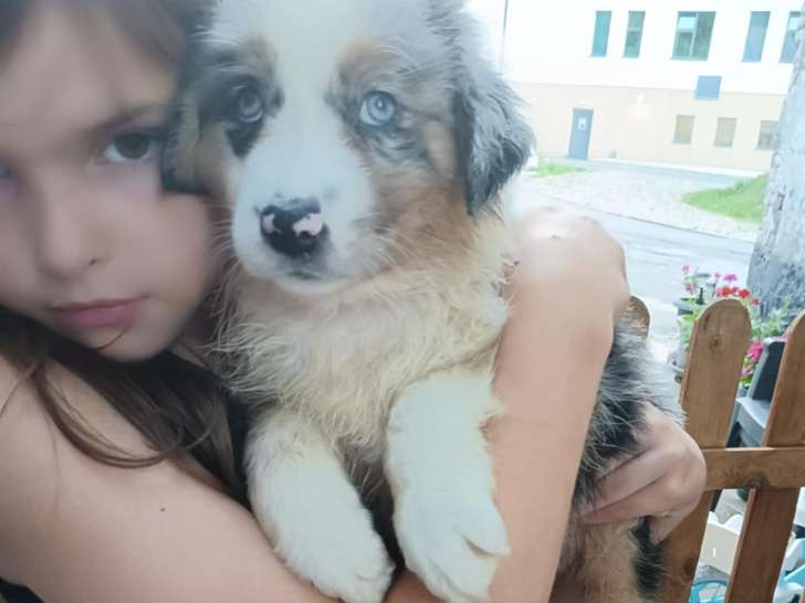 Chiots de race Berger Australien à vendre (5 femelles & 2 mâles)