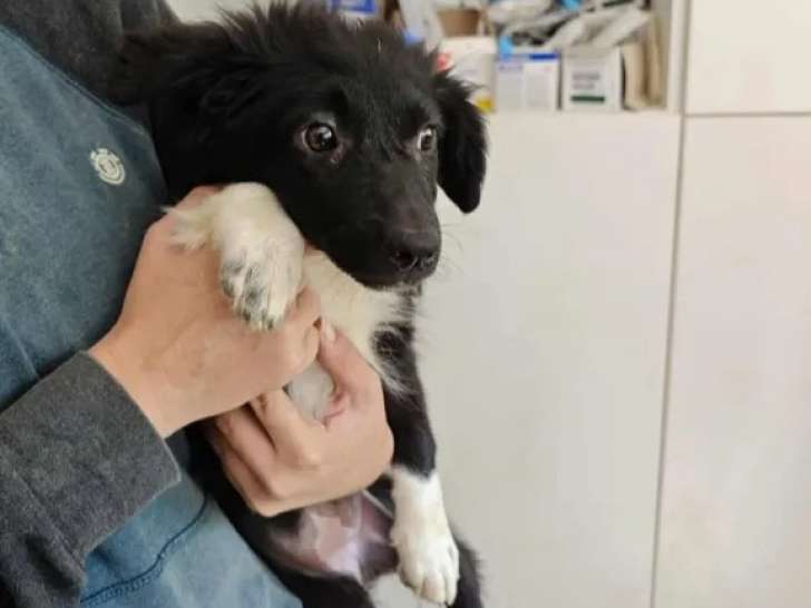 En attente d'une famille : chiot femelle de 4 mois