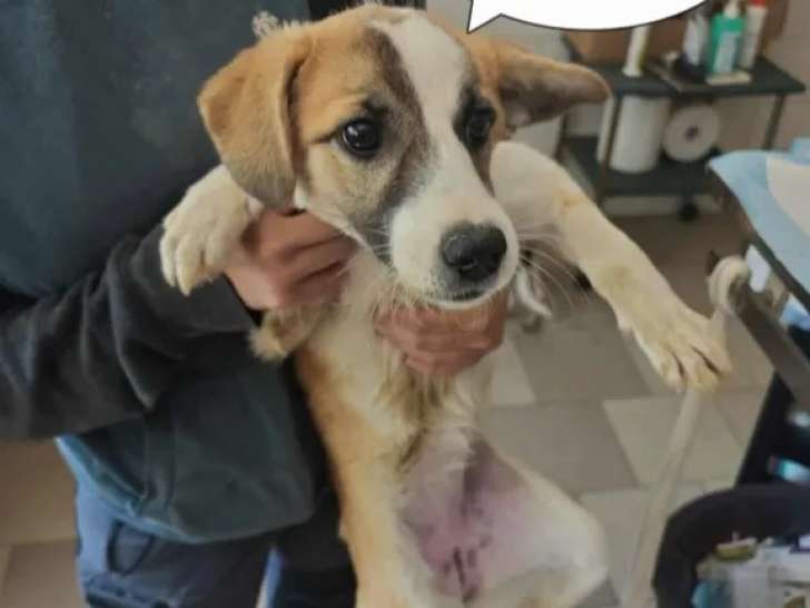 À accueillir : chiot femelle de 5 mois