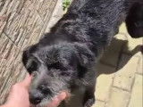 En quête d'une famille : chienne au pelage noir