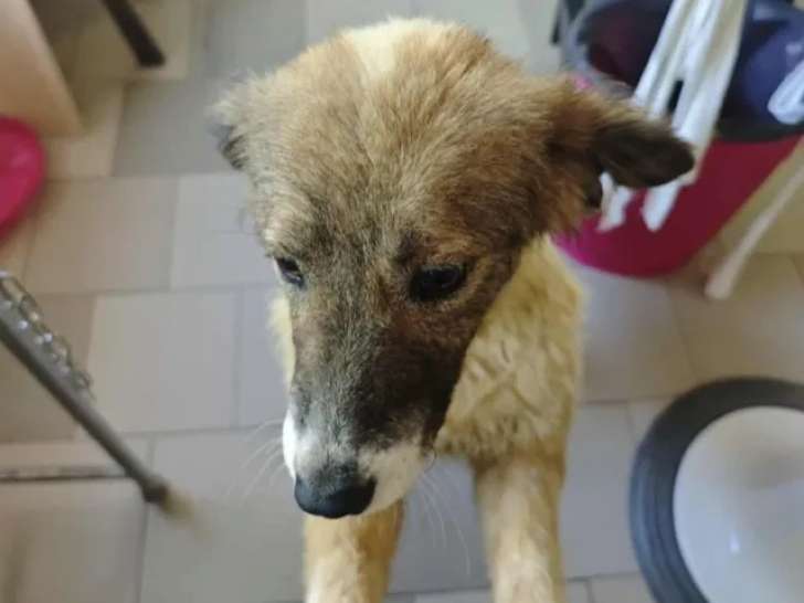Adoption disponible : chienne grise et blanche
