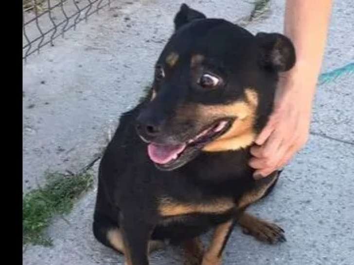 À la recherche d’un foyer : chienne de 5 ans