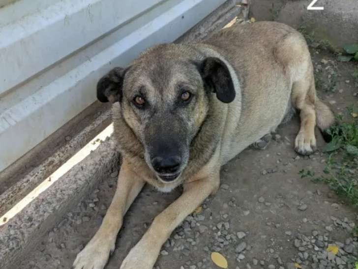 Chienne de 6 ans à adopter