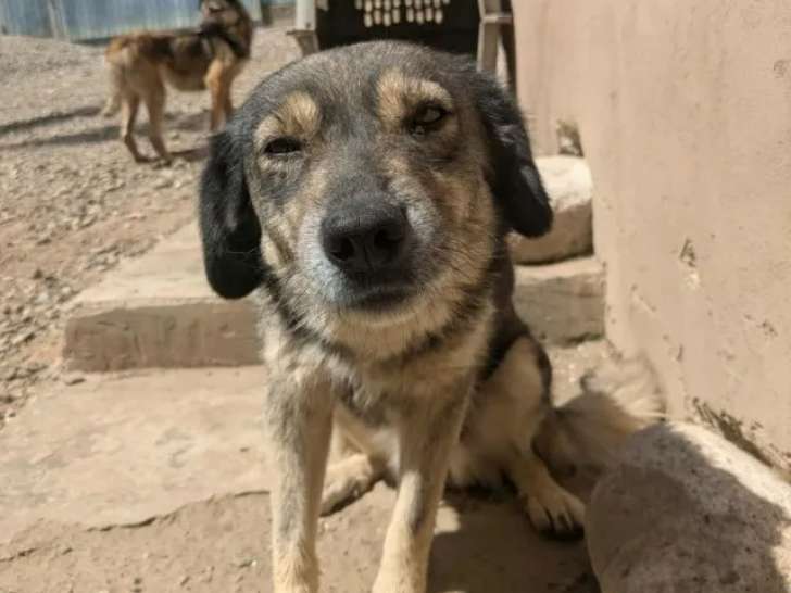 Chienne de 6 ans disponible à l'adoption