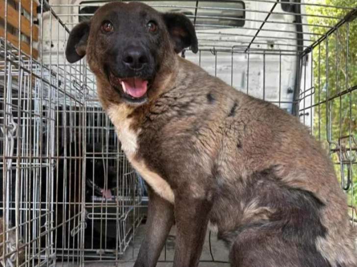 Chienne bringée en attente d'adoption