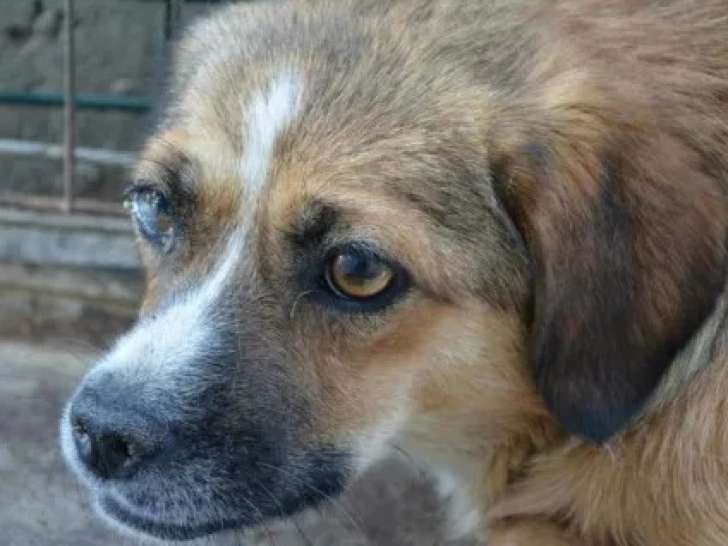 Chienne tricolore prête pour l’adoption