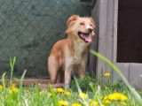 Chienne fauve en attente d'une famille