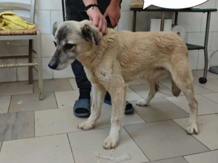 Chien au pelage beige en quête d'un foyer