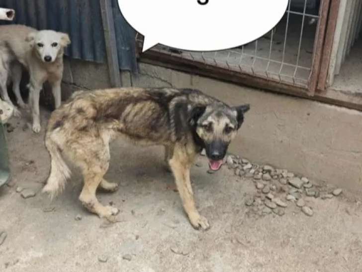 Adoption disponible : chien fauve charbonné