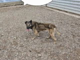 Adoption disponible : chien fauve charbonné