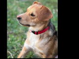 Chien noir et feu à la recherche d’un foyer