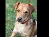 Chien noir et feu à la recherche d’un foyer