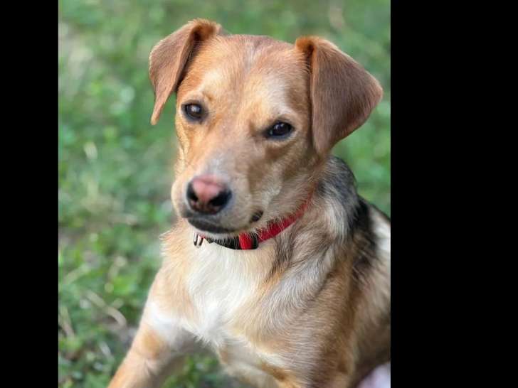 Chien noir et feu à la recherche d’un foyer
