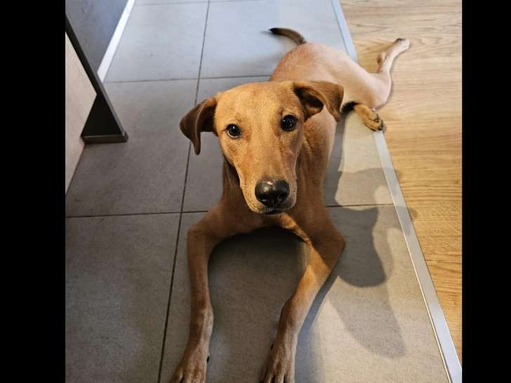 À adopter, chienne d’un an
