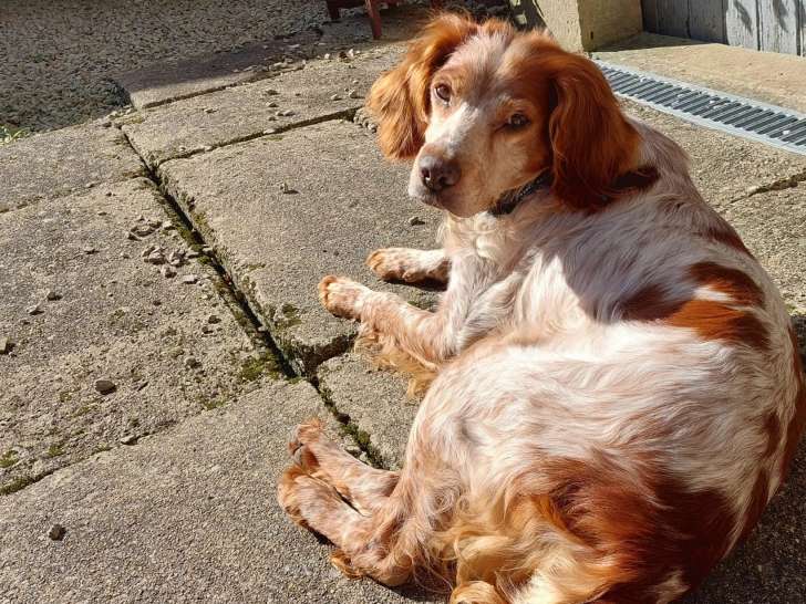 À accueillir, chien Épagneul Breton de 6 ans