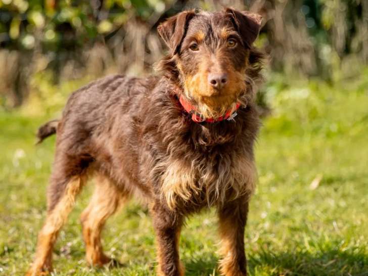 En attente d’un foyer, chien Jagd Terrier marron
