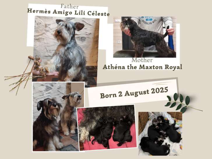 6 adorables chiots Schnauzer Nain à vendre