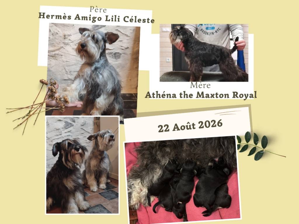 Hermès Amigo Lili Céleste