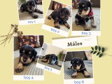 Chiot mâle Royal Hermes