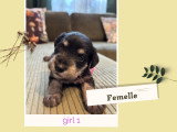 Chiot femelle Royal Hermes
