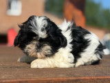 4 chiots femelles Shih Tzu LOF à vendre