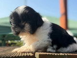 4 chiots femelles Shih Tzu LOF à vendre