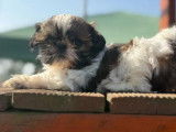 4 chiots femelles Shih Tzu LOF à vendre