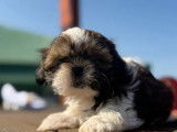 4 chiots femelles Shih Tzu LOF à vendre