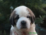 Chiots Saint-Bernard LOF à réserver
