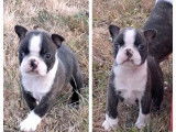 1 chiot mâle Boston Terrier LOF à vendre