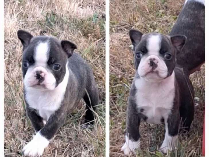 1 chiot mâle Boston Terrier LOF à vendre