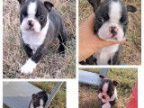1 chiot mâle Boston Terrier LOF à vendre